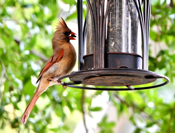 Cardinal feeding....