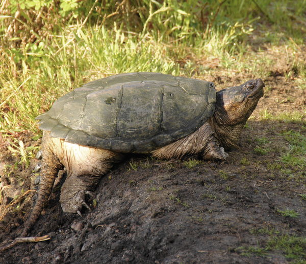 Monster on The Trail: I finally got out in the field again with the ...
