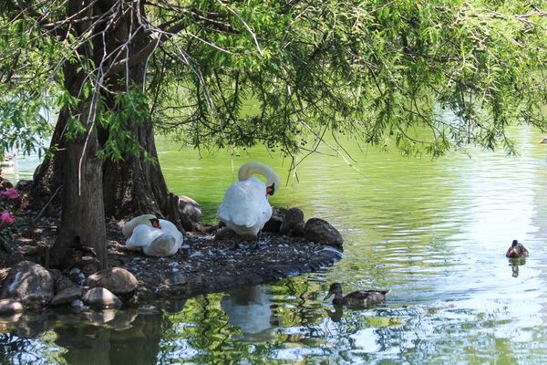 Swans resting in the shade...