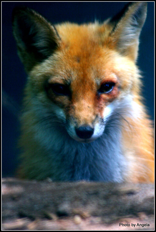 Red fox behind double cage wires......