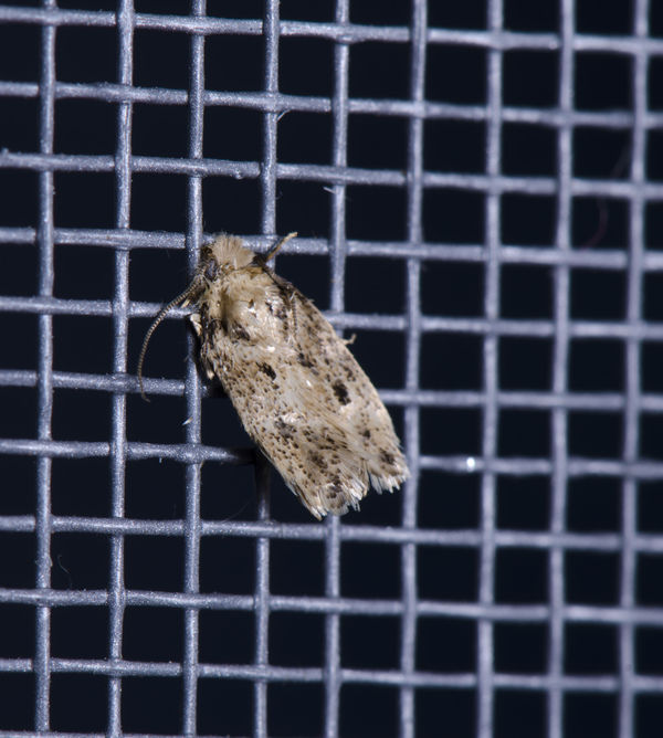 Really tiny moth.  Mesh is almost too small to see...
