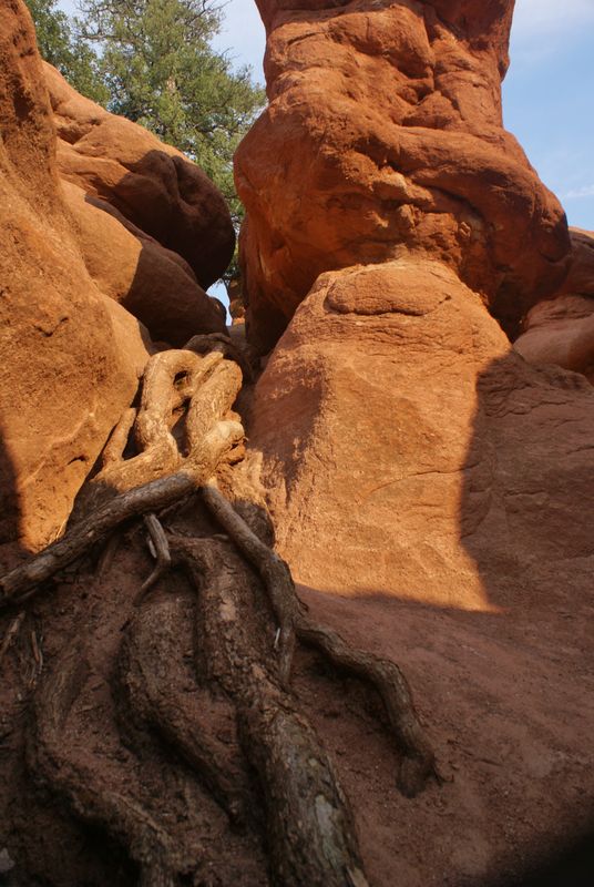 Roots in some red rocks.  I could put some here .....