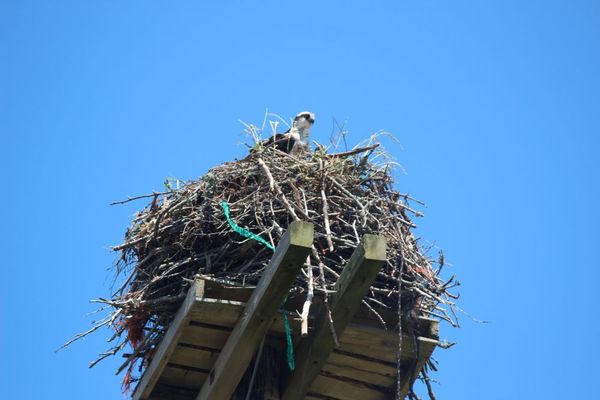 Osprey nest on on cottage country road...