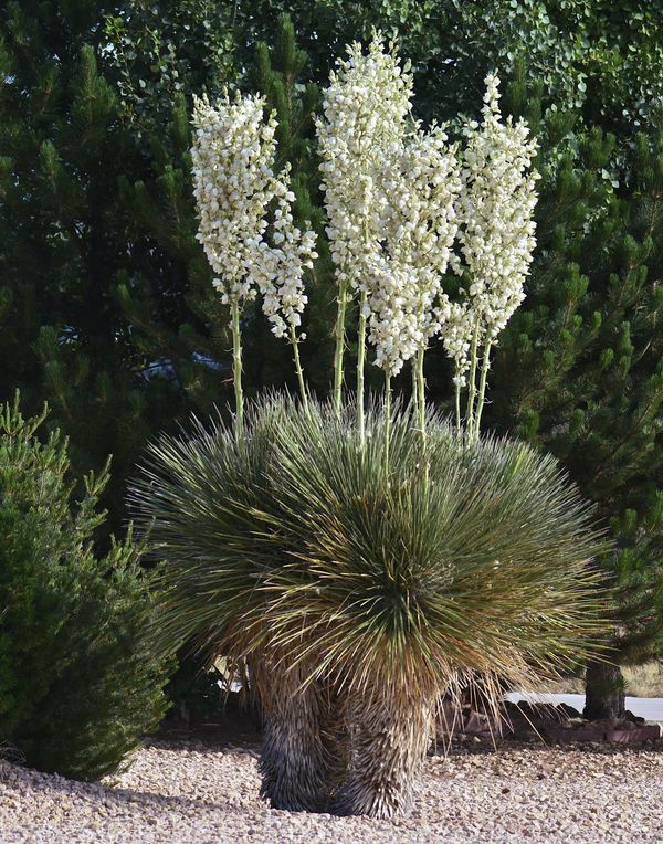 Yucca in bloom...