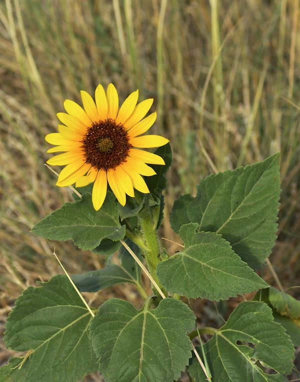 Wild sunflower...