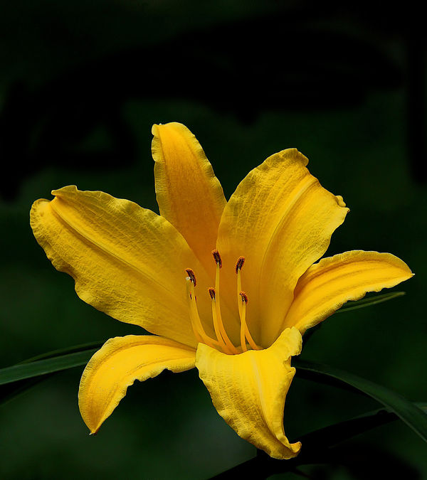 A Day Lilly...
