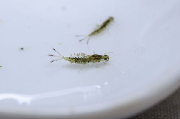 Mayfly larva...