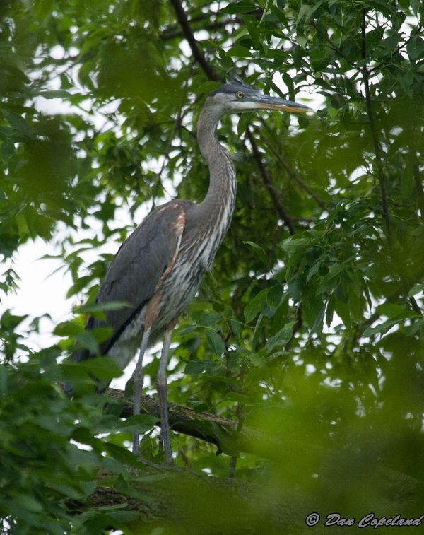 GBH watched for a while and left...