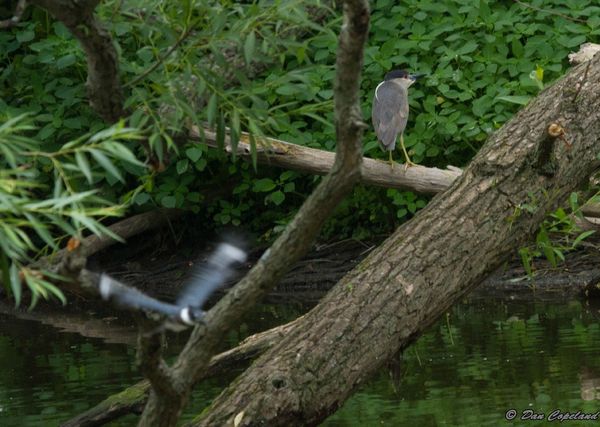 Night Heron oblivious to the KF behind him or was ...
