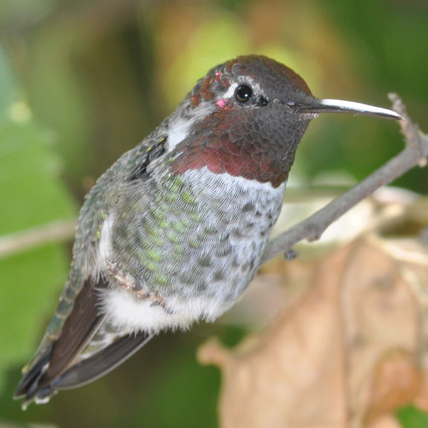 Juvenile Male Anna's Hummingbird...