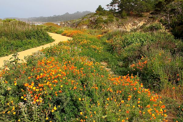 Poppies along Path at Pt. Lobos...