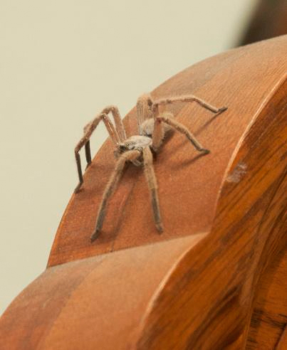 Brown spider...