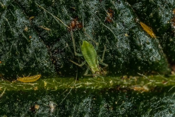 VERY small critter with a tiny aphid...