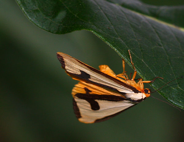 Clymene Moth...