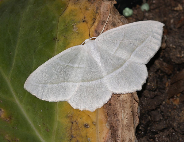 Pale Beauty Moth...