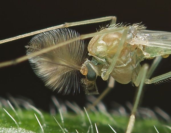 A Midge up close and personal...