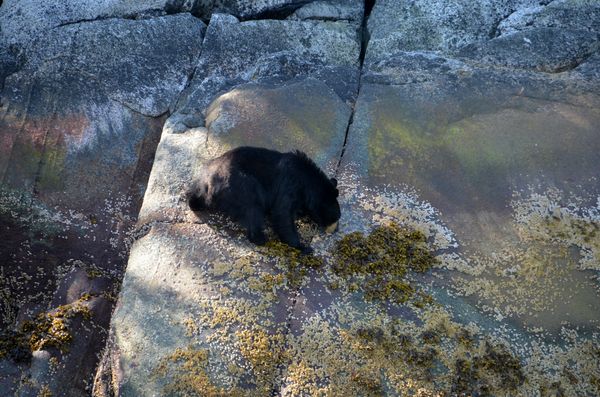 This black bear has a hard time of it , the wall i...