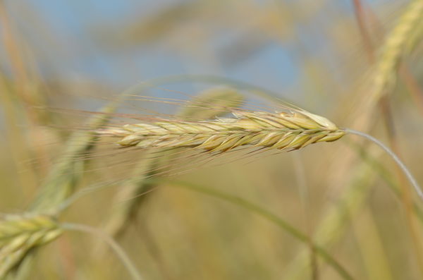 Beautiful Grain this year!...
