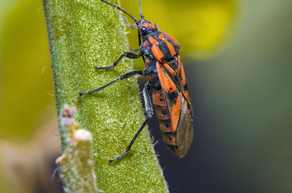 Mediterranean Ground bug (Spilostethus pandurus)...