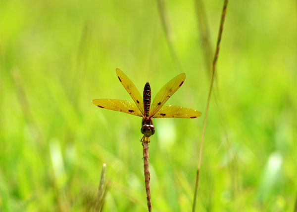 Eastern Amberwing Dragonfly #1...