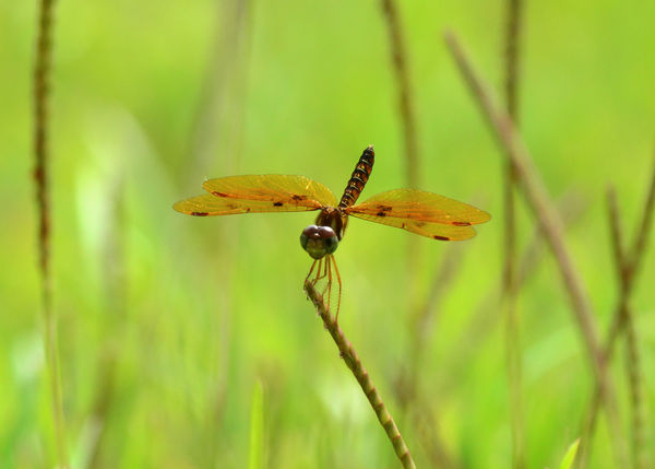 Eastern Amberwing Dragonfly #2...