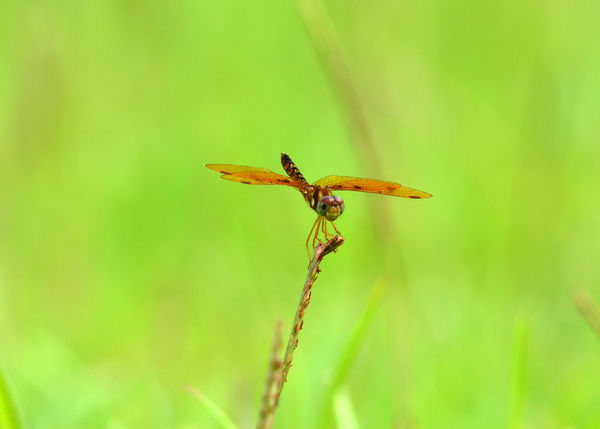Eastern Amberwing Dragonfly #3...