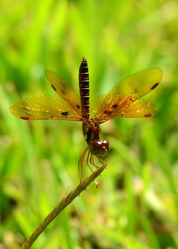 Eastern Amberwing Dragonfly #4...