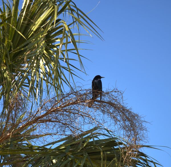 Bird on a high palm branch...