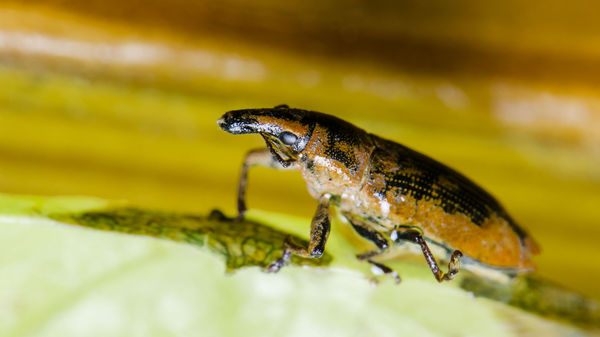 Snout nosed Weevil...