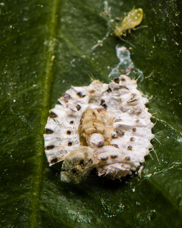 Scale insect on Almond leaf...