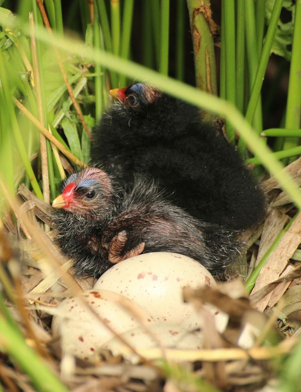 Newly Hatched Moorhen...