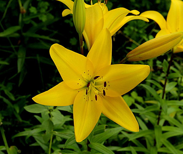 Yellow lily...