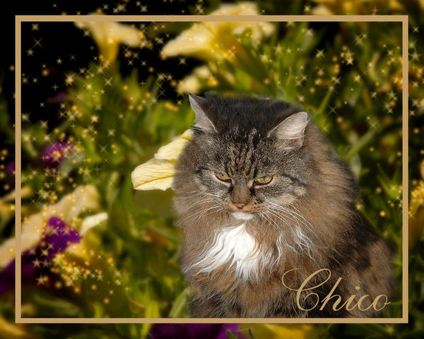 Chico with some yellow flowers...