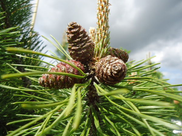 Pine cones...
