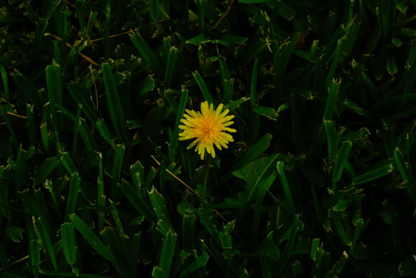 and one immature dandelion in my front yard.  It's...