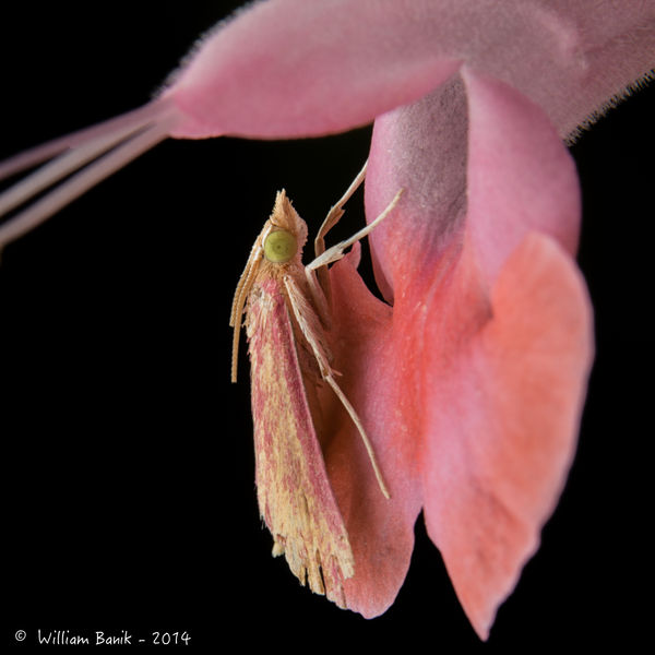 Interesting Pink Moth - Blended in with the Flower...