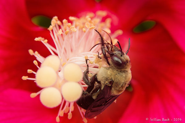 Bumblebee in a large Hibiscus...