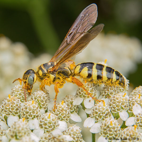 Flower Wasp...