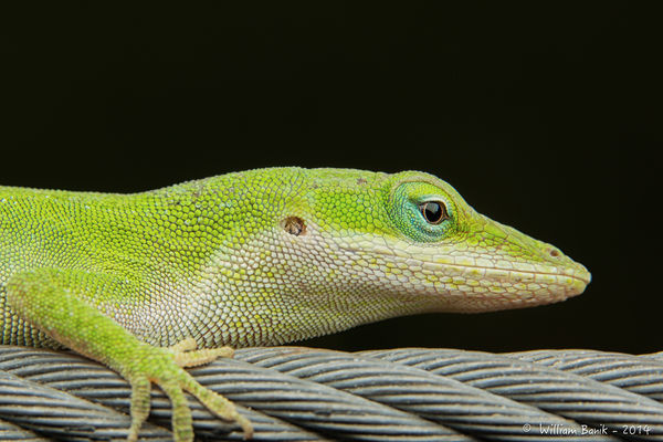 Anole on the Wire. Not as nice as yesterday's shot...