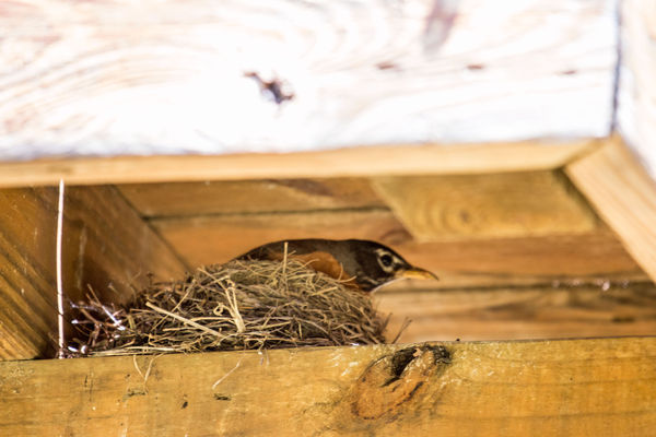 Nest under my deck...