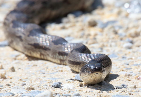 Here's a nonpoisonous Rat Snake. See the differenc...