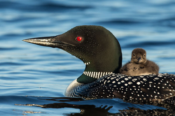 600 mm f4.0 - loon and chick; Ont Canada...