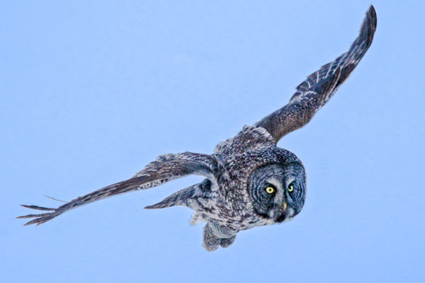 Owl in Flight [edited from original]...