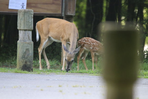Here is same deer-fawn shot from camera...
