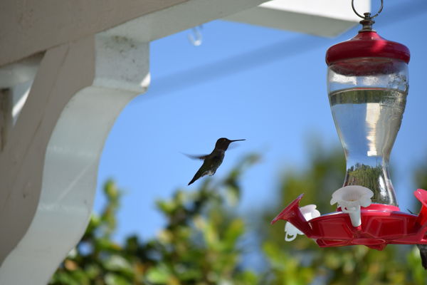 Blured, coming into the feeder...