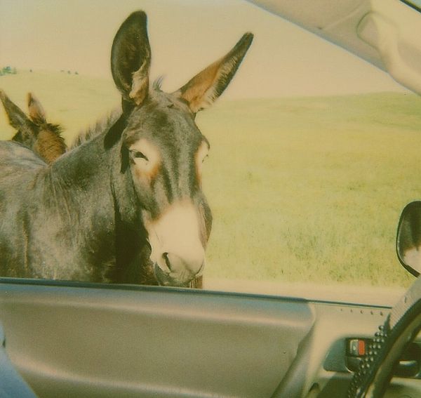 Donkey trying to get into our car!...
