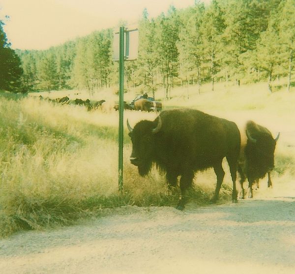 Lot's of Bison, we had to sit in our car for almos...