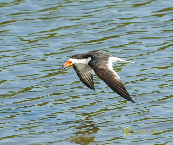 Black Skimmer getting ready for another pass....