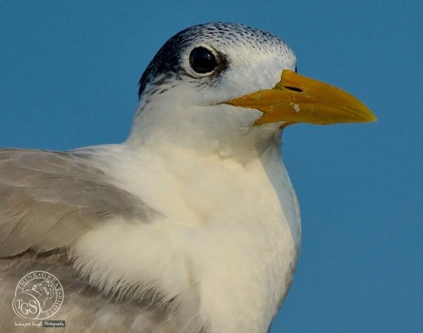 Crested Tern - Let me get close enough to get this...
