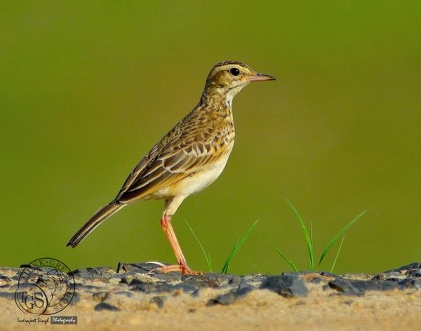 Paddyfield Pipit - Picture perfect.....